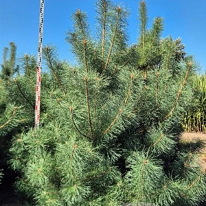 Pinus sylvestris 250-275 cm draadkluit extra