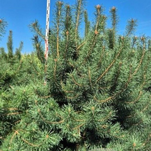 Pinus sylvestris 250-275 cm draadkluit extra