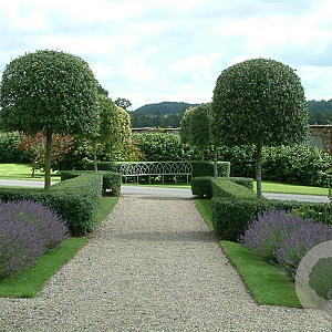 Quercus ilex 8-10 HO container
