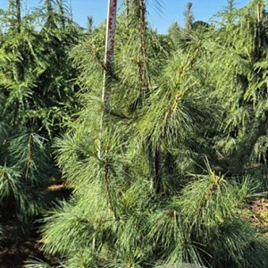 Pinus wallichiana 175-200 cm draadkluit