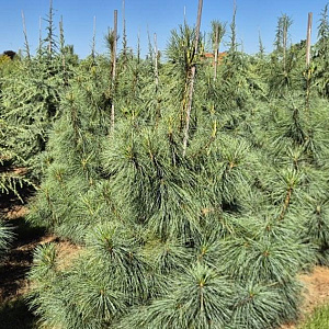 Pinus wallichiana 175-200 cm draadkluit