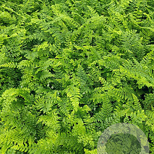 Polystichum set. 'Herrenhausen' GM 2,0L