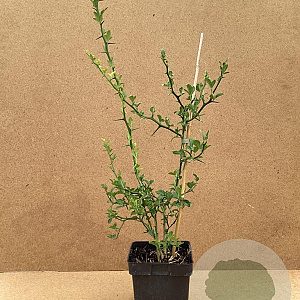 Poncirus trifoliata 60-80 cm 3,0L