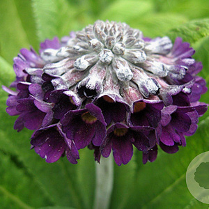 Primula capitata mooreana GM P9