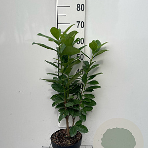 Prunus l. 'Novita' 60-80 cm 3,0L