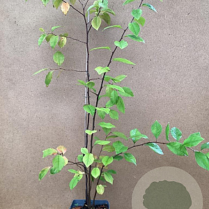 Pseudocydonia sinensis 80-100 cm 2,0L