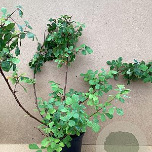 Rhus aromatica 'Grow-Low' 30-40 cm 3,0L