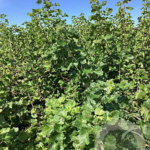 Ribes nigr. 'Titania' 80-100 cm wortelgoed