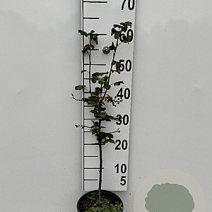 Ribes sang. 'King Edward VII' 30-40 cm 2,0L