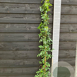 Rosa (K) Crimson Siluetta 150-175 cm vierkant rond 5,5L