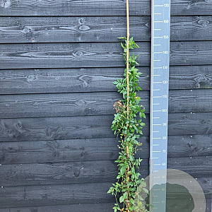 Rosa (K) Guirlande d' Amour 125-150 cm vierkant rond 5,5L