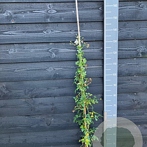 Rosa (K) Paragon 80-100 cm 5,5L