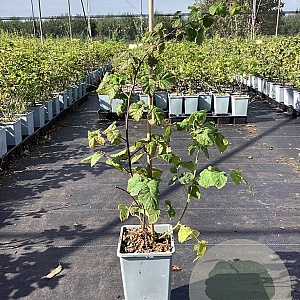Rubus 'Buckingham Tayberry' 20-30 cm P15