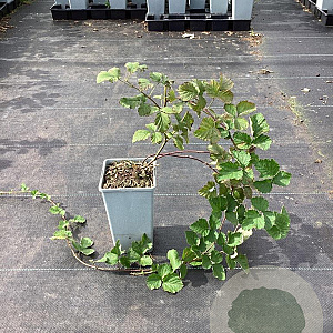 Rubus 'Dorman Red' GM C1.5