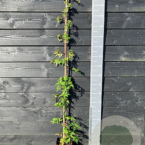 Rubus frut. 'Thornless Evergreen' 150-175 cm vierkant rond 5,5L