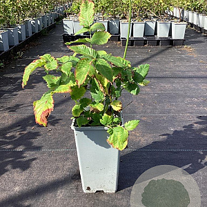 Rubus illecebrosus GM C1.5