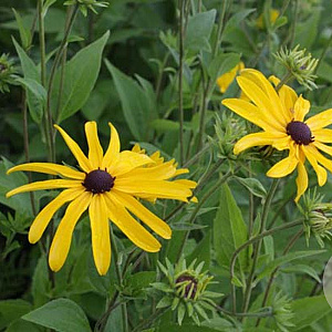 Rudbeckia subt. 'Loofasha Wh. Gold' GM P9