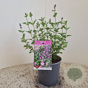Salvia micr. 'Flower Child' 20-25 cm 2,5L