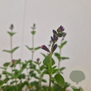 Salvia micr. 'Flower Child' 20-25 cm 2,5L