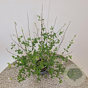 Salvia micr. 'Hot Lips' 55-60 cm 2,5L