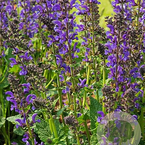 Salvia 'Midnight Model' GM P9