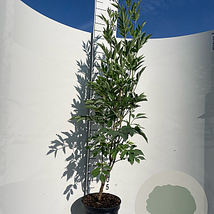 Sambucus nigra 125-150 cm 7,5L Gestokt
