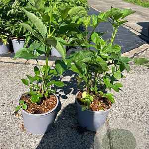 Sambucus nigra 40-60 cm 2,0L
