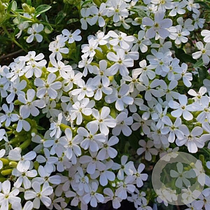 Saponaria ocym. 'Snow Tip' GM P9