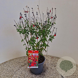 Salvia 'Royal Bumble' 35-40 cm 2,5L