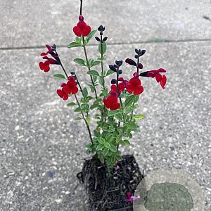 Salvia 'Royal Bumble' GM P9