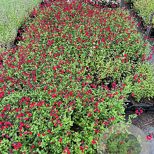 Salvia 'Royal Bumble' GM P9