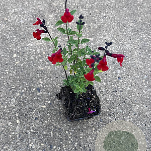 Salvia 'Royal Bumble' GM P9