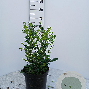 Sarcococca hookeriana 30-40 cm 7,5L
