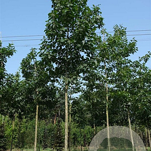 Quercus rubra 20-25 HO draadkluit