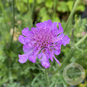 Scabiosa 'Vivid Vi' GM P9