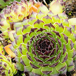 Sempervivum 'Black Top' GM P9