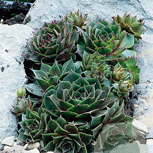 Sempervivum 'Feldmaier' GM P9