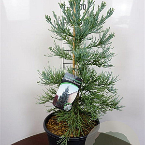 Sequoiadendron g. 'Glaucum' 80-100 cm 20L