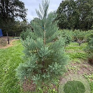 Sequoiadendron giganteum 150-175 cm draadkluit