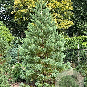 Sequoiadendron giganteum 300-350 cm draadkluit