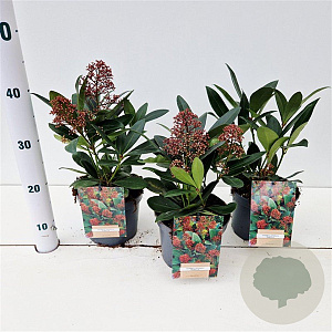 Skimmia j. 'Rubella' 20-25 cm 2,0L
