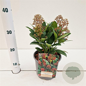 Skimmia j. 'Rubella' 20-25 cm 2,0L