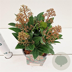 Skimmia j. 'Rubella' 20-25 cm 2,0L