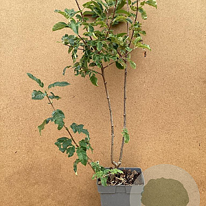 Sorbaronia f. 'Burka' 80-100 cm 5,0L