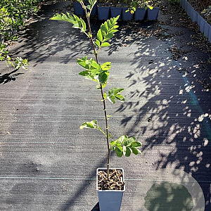 Sorbaronia f. 'Mitjur. Desertnaja' 60-80 cm P15