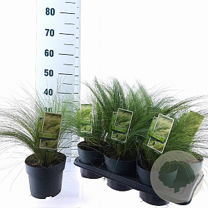 Stipa tenuissima 'Ponytails' 20-25 cm 2,0L