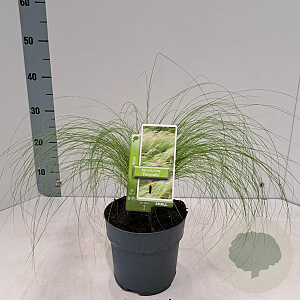 Stipa tenuissima 'Ponytails' 20-25 cm 2,0L