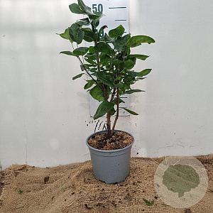 Syringa v. 'Charles Joly' 30-40 cm 3,0L