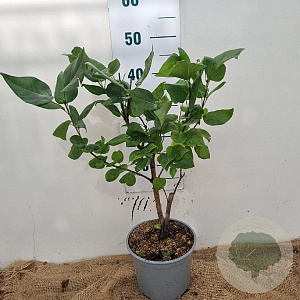 Syringa v. 'Katherine Havemeyer' 30-40 cm 3,0L