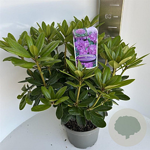 Rhododendron 'Catawb. Grandiflorum' 40-50 cm 5,0L